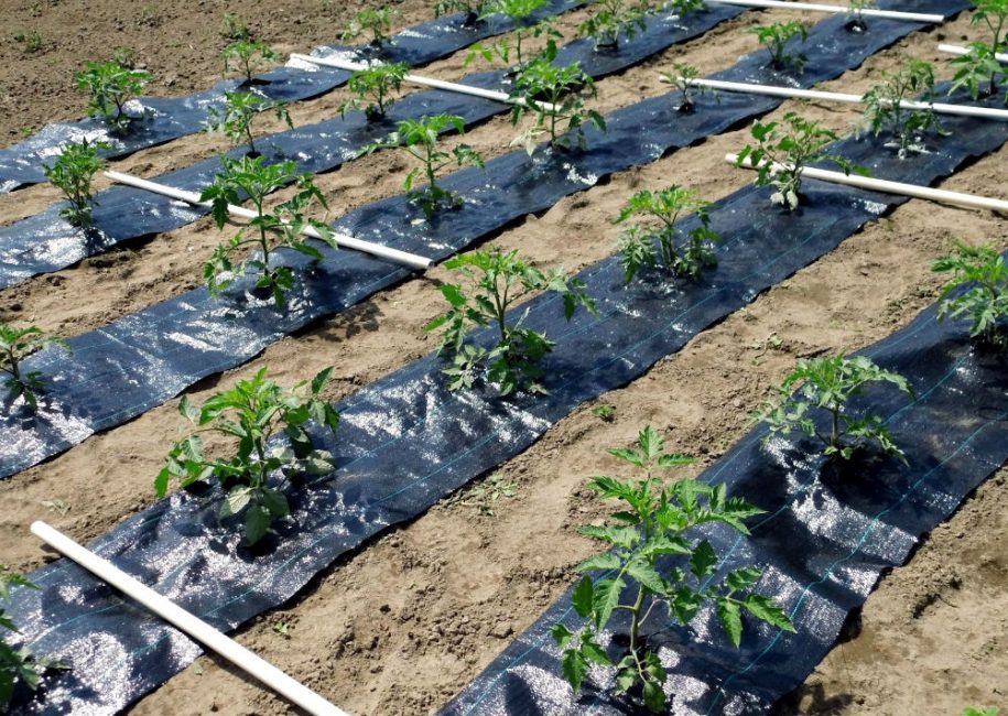 Le matériau sombre contribue à un bon réchauffement du sol et empêche la croissance de l'herbe.