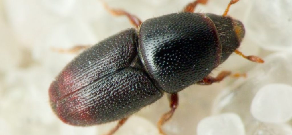 [Encyclopédie] Ravageurs des arbres de jardin et autres cultures de jardin : comment les identifier et les neutraliser