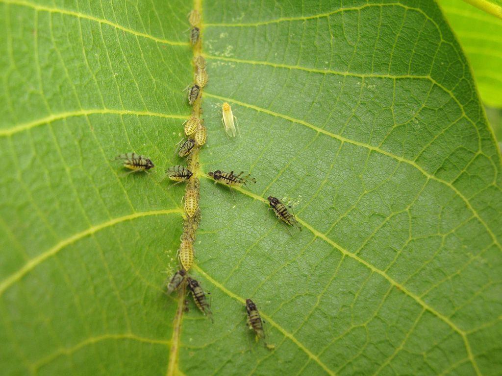 [Encyclopédie] Ravageurs des arbres de jardin et autres cultures de jardin : comment les identifier et les neutraliser