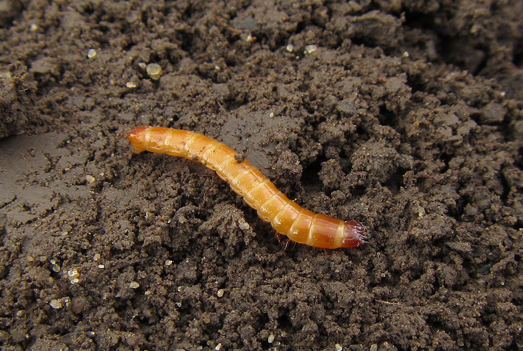 [Encyclopédie] Ravageurs des arbres de jardin et autres cultures de jardin : comment les identifier et les neutraliser