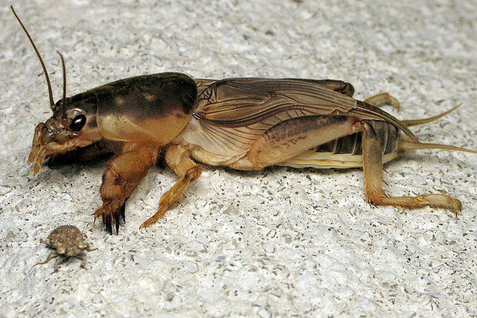 [Encyclopédie] Ravageurs des arbres de jardin et autres cultures de jardin : comment les identifier et les neutraliser