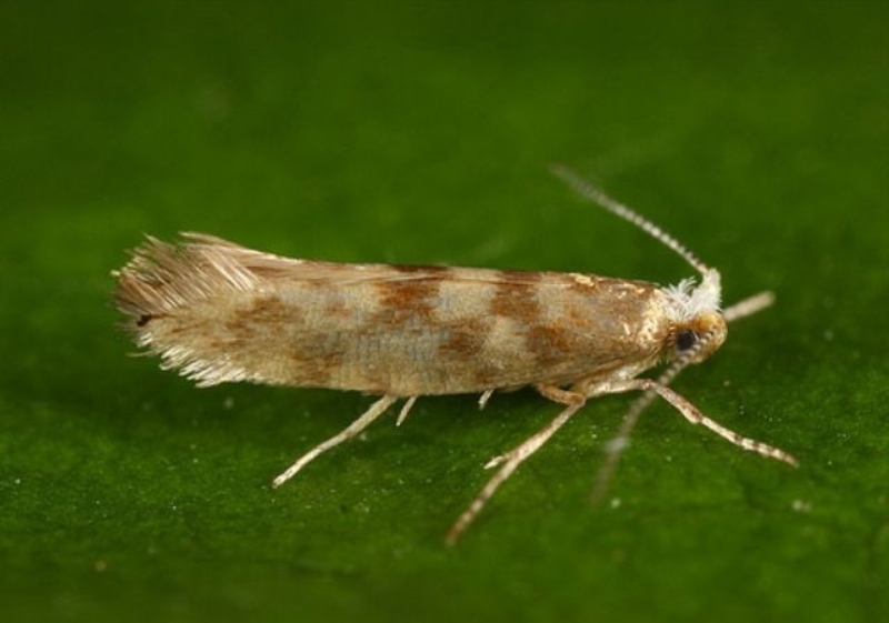 [Encyclopédie] Ravageurs des arbres de jardin et autres cultures de jardin : comment les identifier et les neutraliser