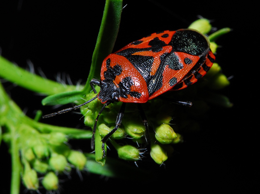 [Encyclopédie] Ravageurs des arbres de jardin et autres cultures de jardin : comment les identifier et les neutraliser