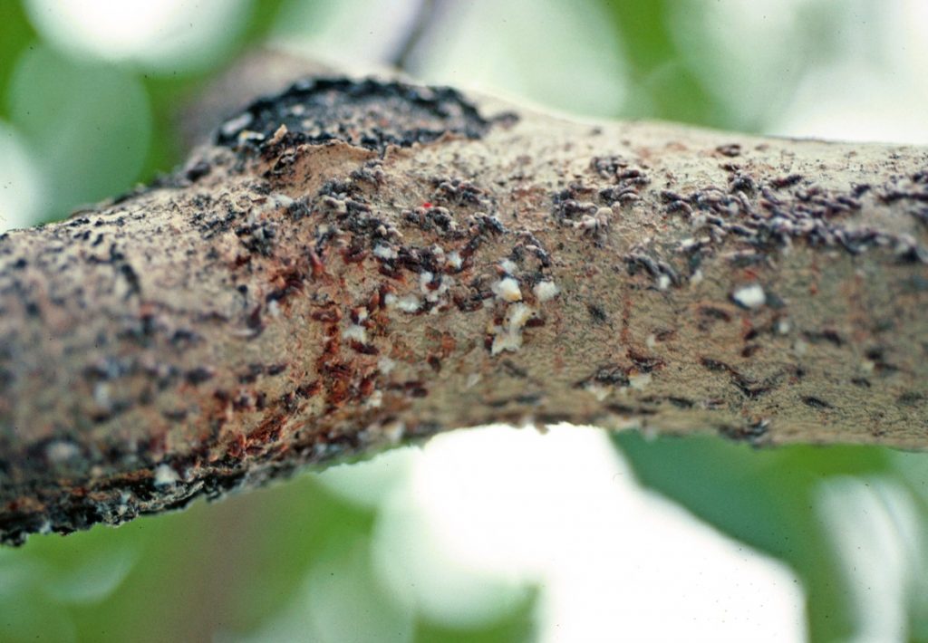 [Encyclopédie] Ravageurs des arbres de jardin et autres cultures de jardin : comment les identifier et les neutraliser