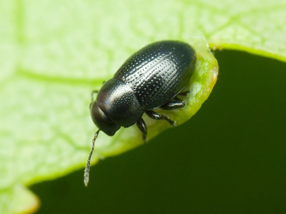 [Encyclopédie] Ravageurs des arbres de jardin et autres cultures de jardin : comment les identifier et les neutraliser