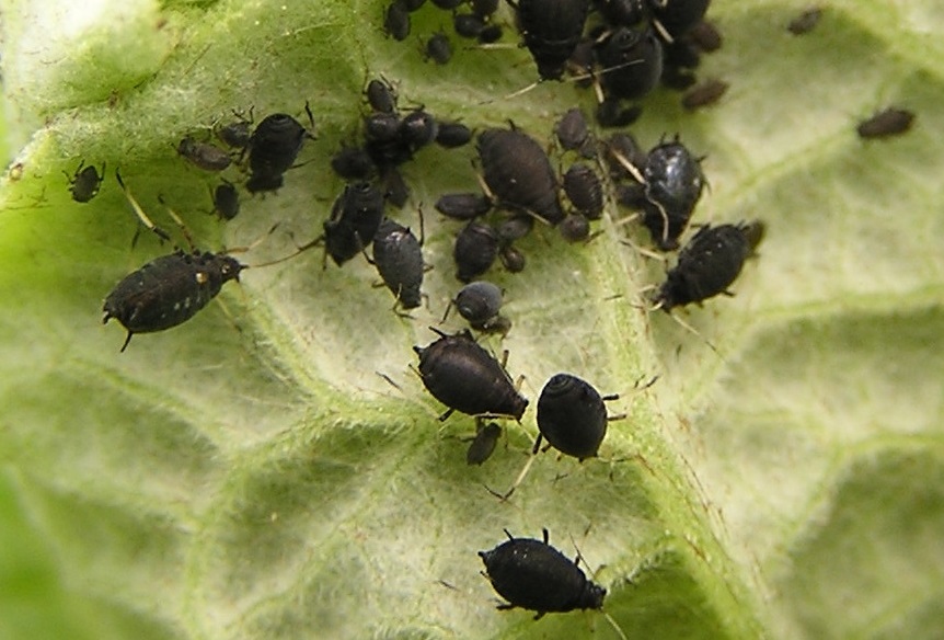 [Encyclopédie] Ravageurs des arbres de jardin et autres cultures de jardin : comment les identifier et les neutraliser