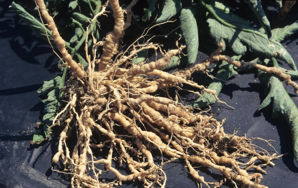 [Encyclopédie] Ravageurs des arbres de jardin et autres cultures de jardin : comment les identifier et les neutraliser