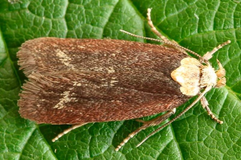 [Encyclopédie] Ravageurs des arbres de jardin et autres cultures de jardin : comment les identifier et les neutraliser