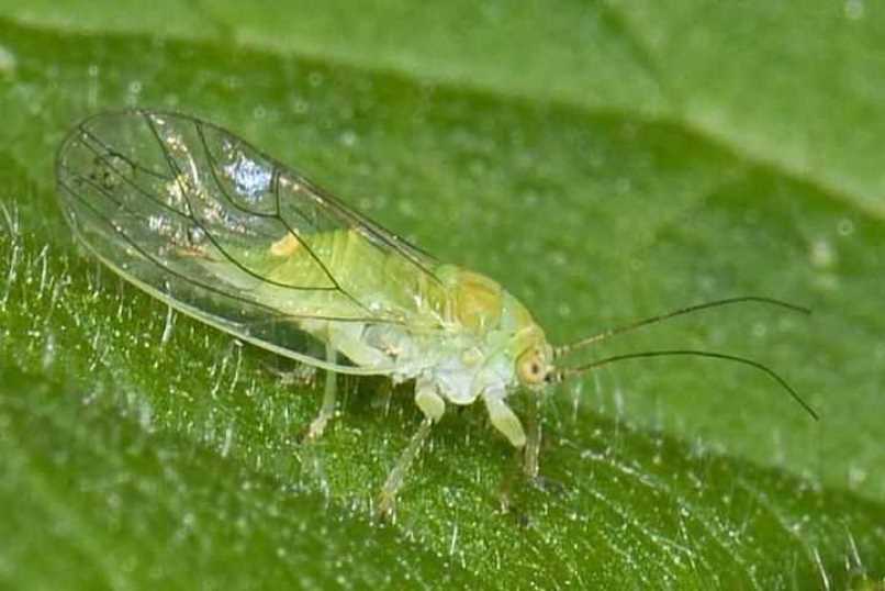 [Encyclopédie] Ravageurs des arbres de jardin et autres cultures de jardin : comment les identifier et les neutraliser