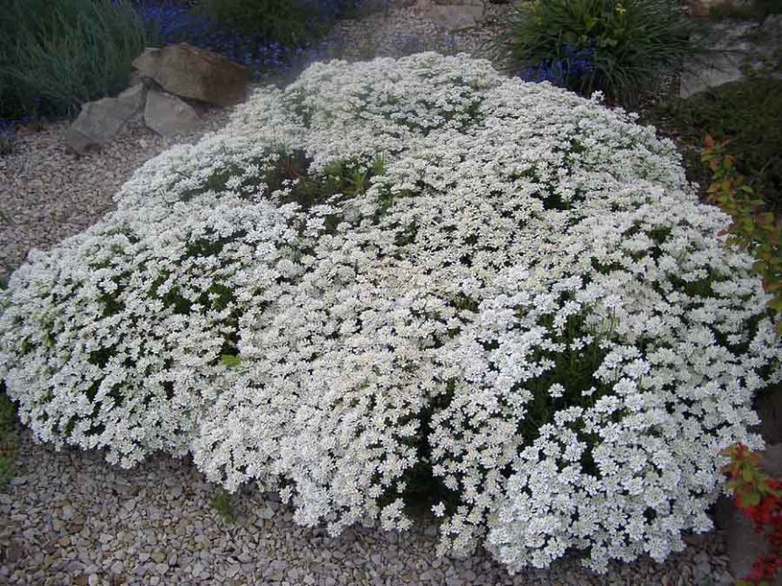 Iberis à feuilles persistantes