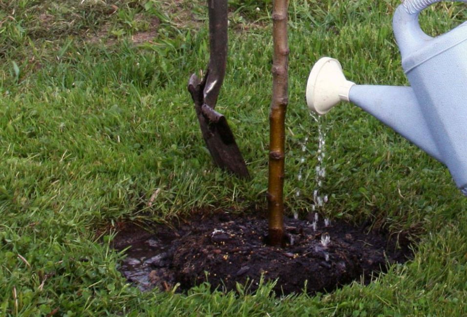 Les deux premières saisons nécessitent un arrosage suffisant et systématique.