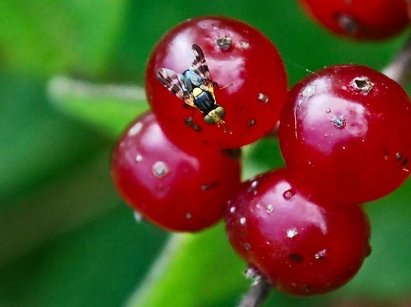 [Encyclopédie] Ravageurs des arbres de jardin et autres cultures de jardin : comment les identifier et les neutraliser