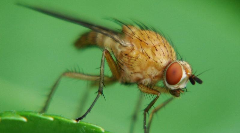 [Encyclopédie] Ravageurs des arbres de jardin et autres cultures de jardin : comment les identifier et les neutraliser