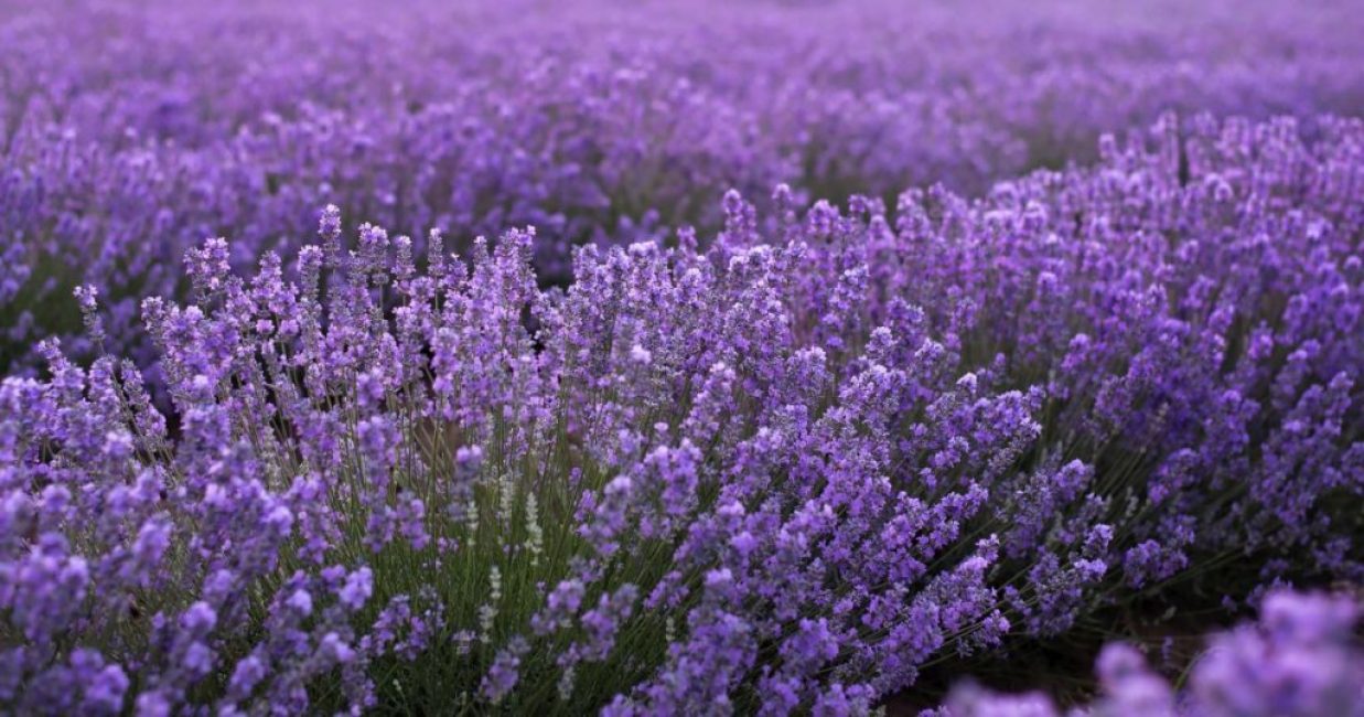 Lavande