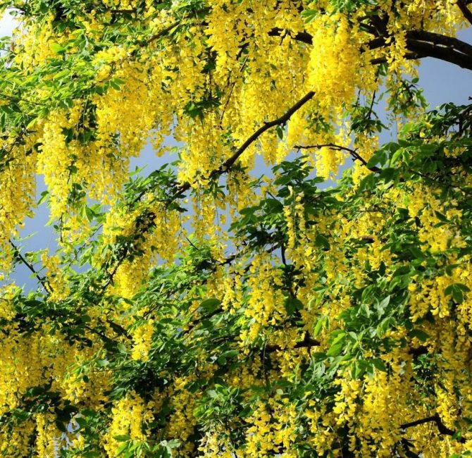 acacia jaune