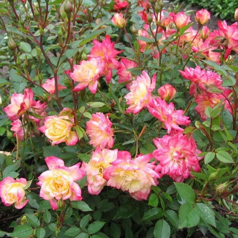 Variety Masquerade change également de couleur en fonction du temps.