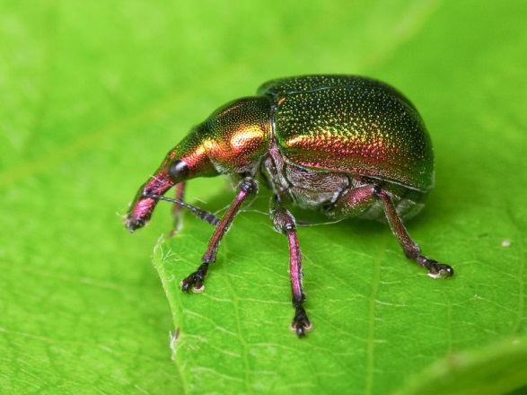 [Encyclopédie] Ravageurs des arbres de jardin et autres cultures de jardin : comment les identifier et les neutraliser