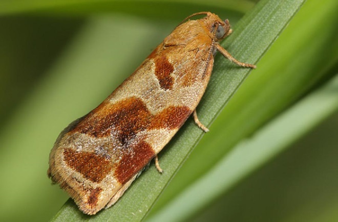 [Encyclopédie] Ravageurs des arbres de jardin et autres cultures de jardin : comment les identifier et les neutraliser