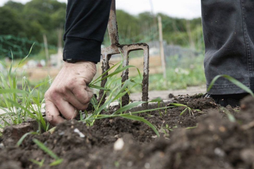 Pour creuser, il est préférable d'utiliser une fourche