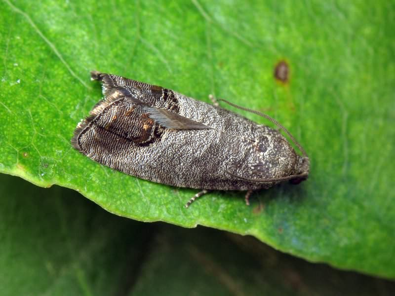 [Encyclopédie] Ravageurs des arbres de jardin et autres cultures de jardin : comment les identifier et les neutraliser