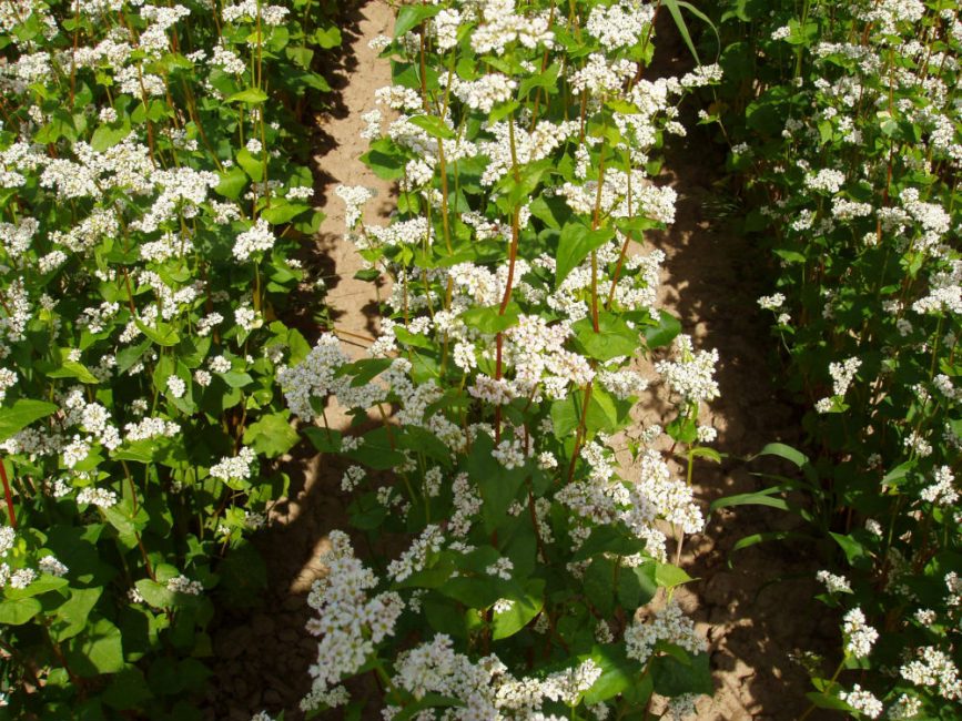 Le sarrasin comme engrais vert