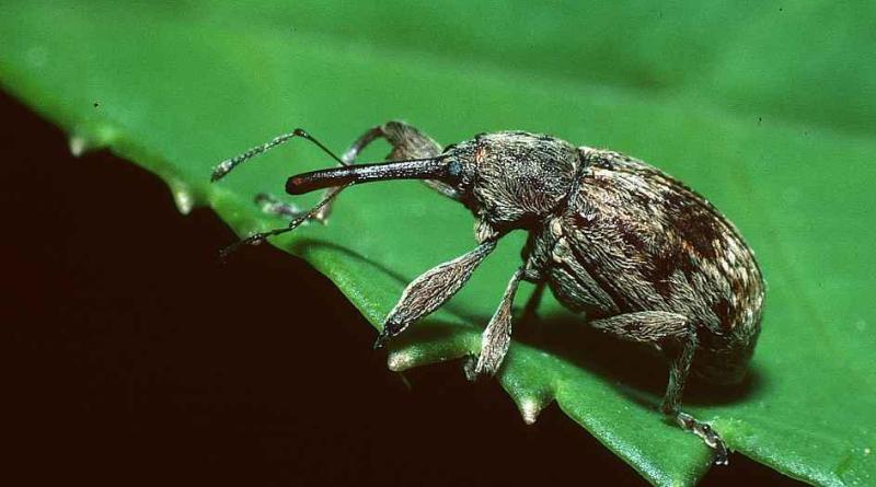 [Encyclopédie] Ravageurs des arbres de jardin et autres cultures de jardin : comment les identifier et les neutraliser