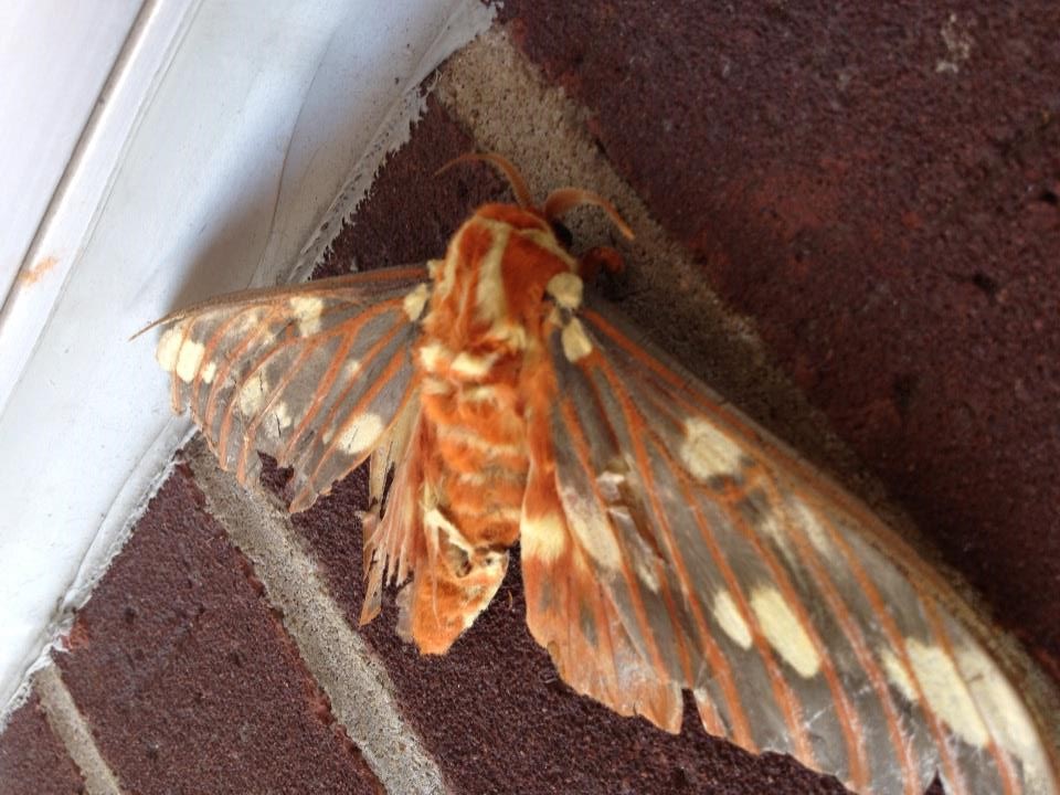 [Encyclopédie] Ravageurs des arbres de jardin et autres cultures de jardin : comment les identifier et les neutraliser