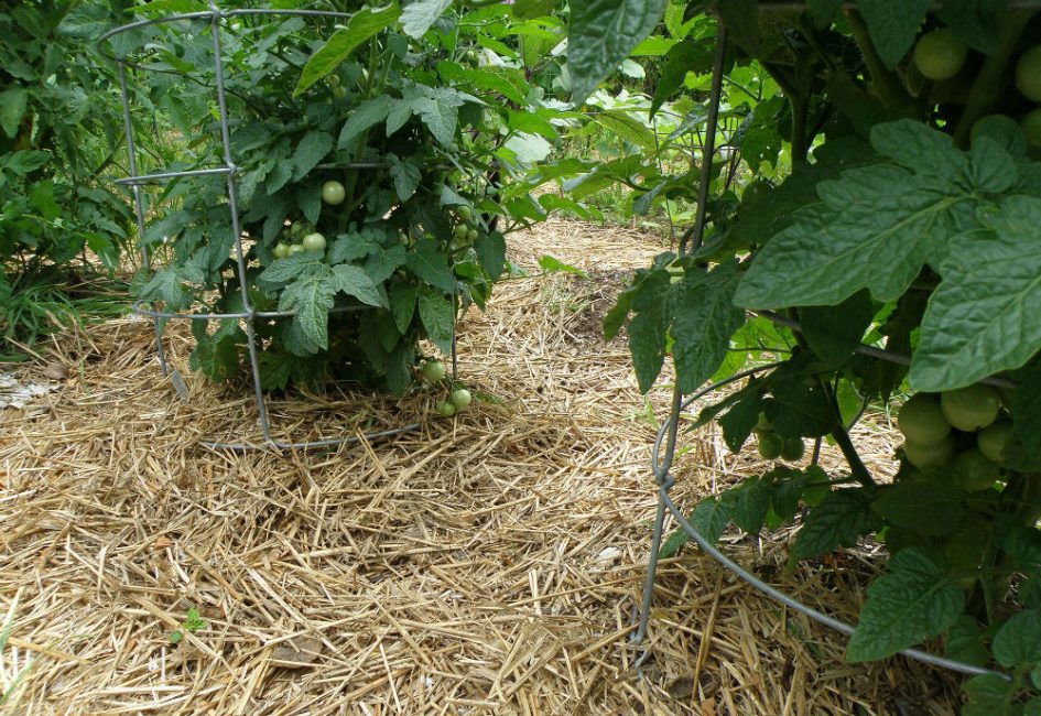 Paillage de tomates