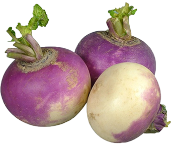 Quels légumes planter avant l'hiver ? TOP 8 des plantes les plus adaptées et leurs meilleures variétés