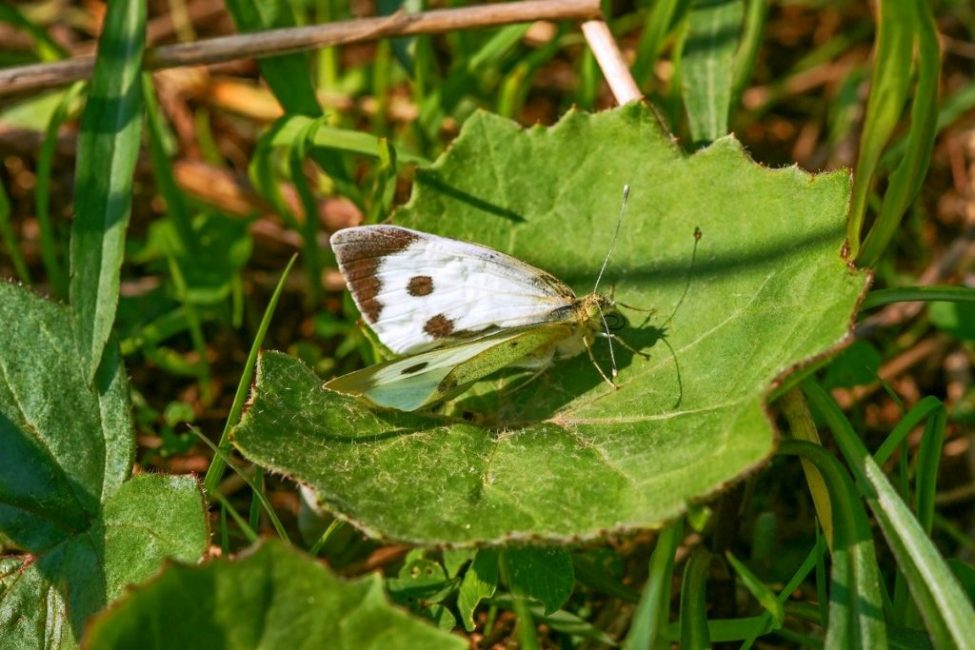 Papillon blanc ou papillon du chou