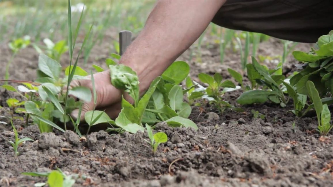 Contrôle de cannabis