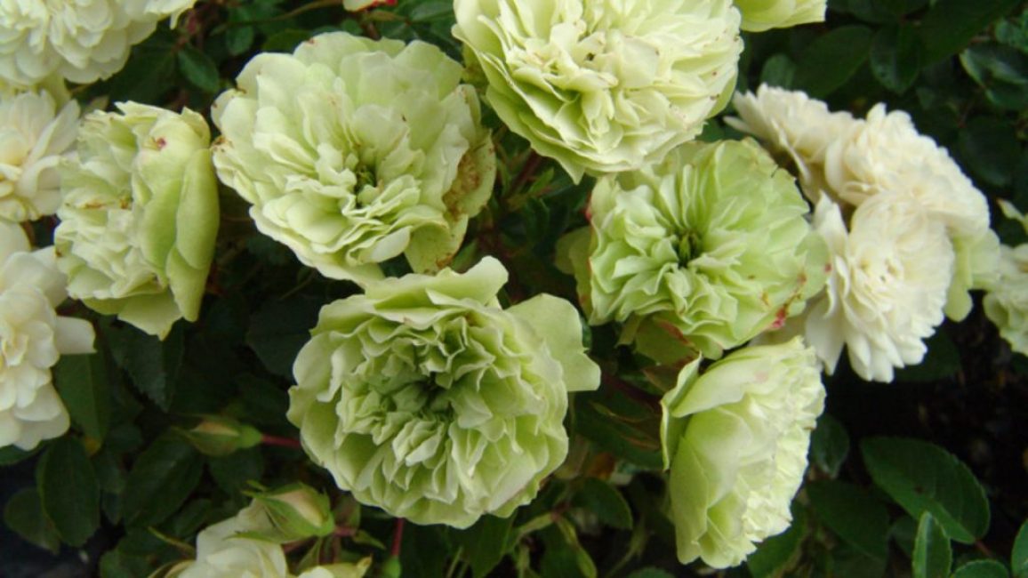 La couleur des pétales éponge de la variété Green Ice