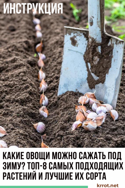 Quels légumes peuvent être plantés avant l'hiver