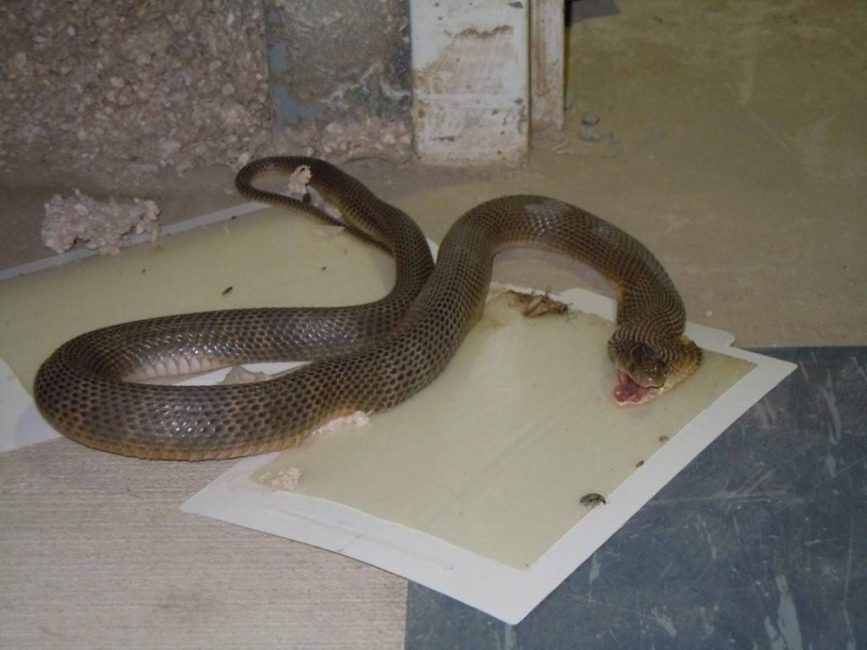 Piège à colle en action