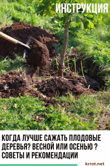 Quand planter des arbres fruitiers