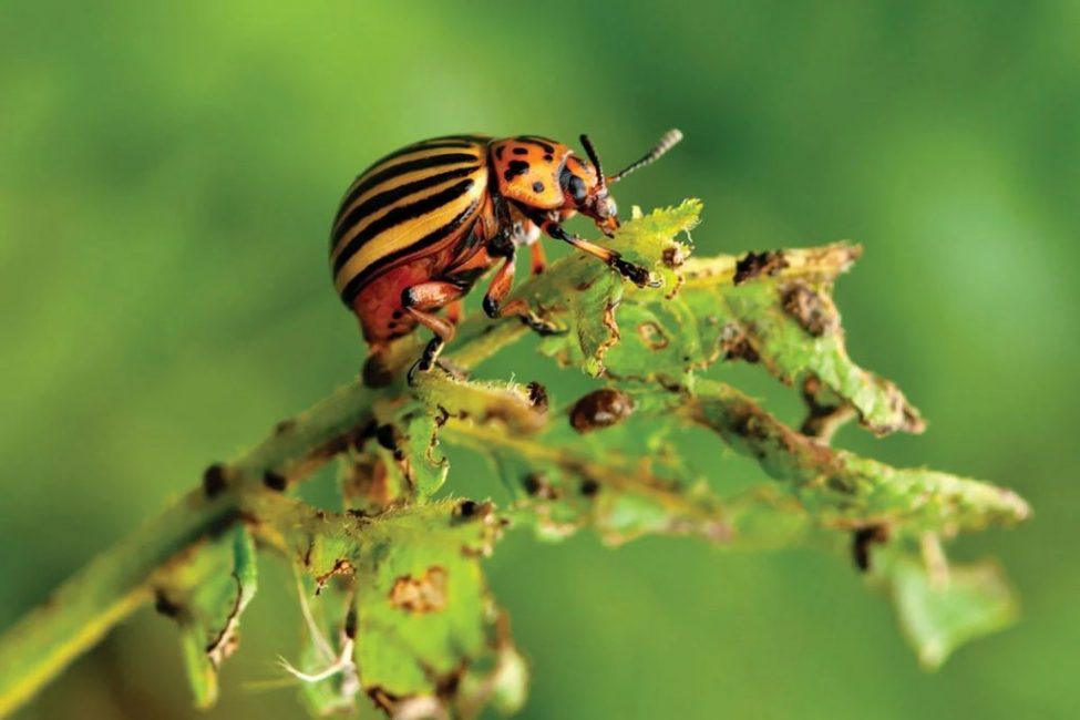 Coléoptère du Colorado