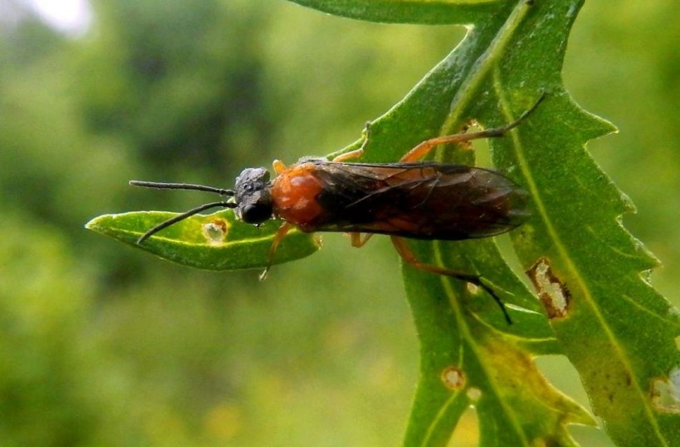 Tenthrède de la groseille