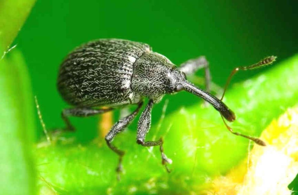 Charançon du fraisier de la framboise