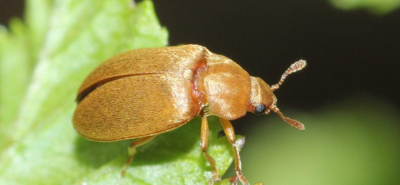 coléoptère de la framboise
