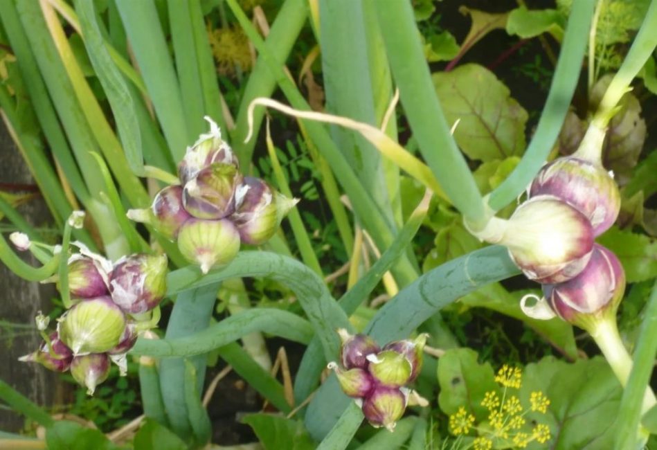 Arc à plusieurs niveaux