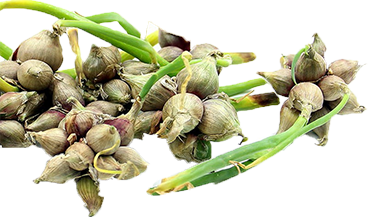 Quels légumes planter avant l'hiver ? TOP 8 des plantes les plus adaptées et leurs meilleures variétés