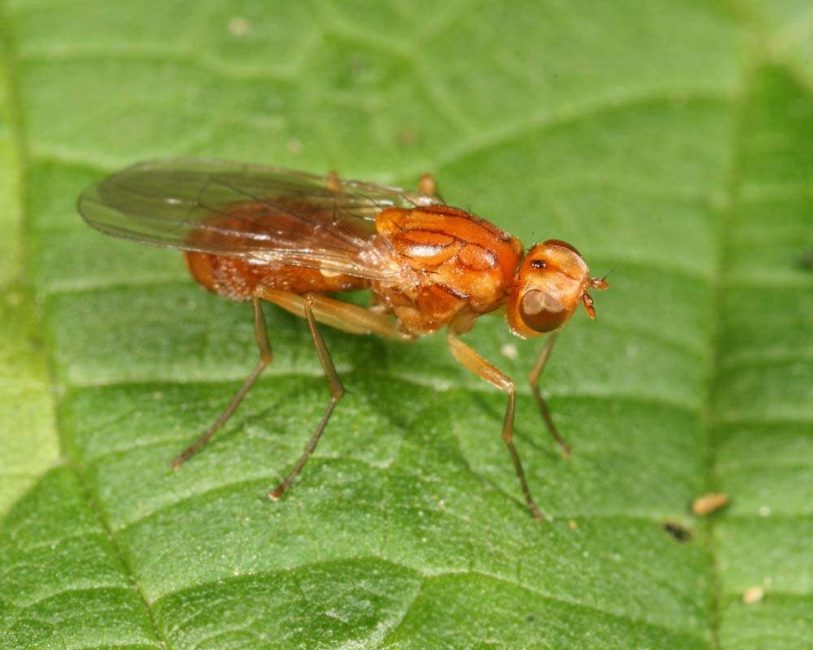 mouche de la carotte