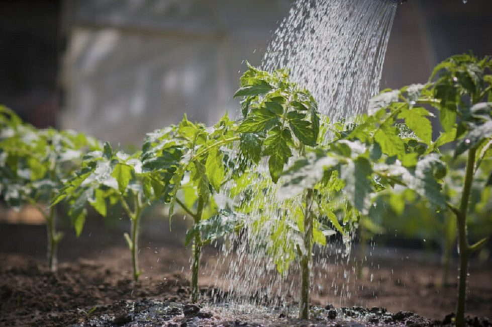 Habituellement, le top dressing est combiné avec l'arrosage des plantes.