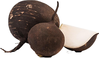 Quels légumes planter avant l'hiver ? TOP 8 des plantes les plus adaptées et leurs meilleures variétés