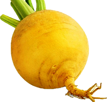 Quels légumes planter avant l'hiver ? TOP 8 des plantes les plus adaptées et leurs meilleures variétés