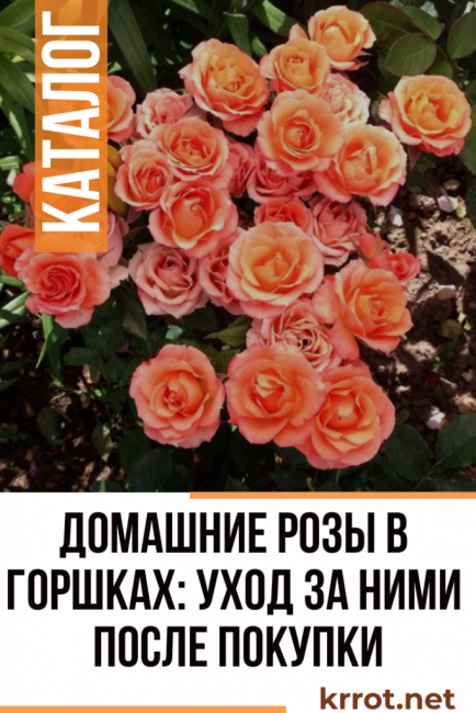 Caractéristiques des soins immédiatement après l'achat