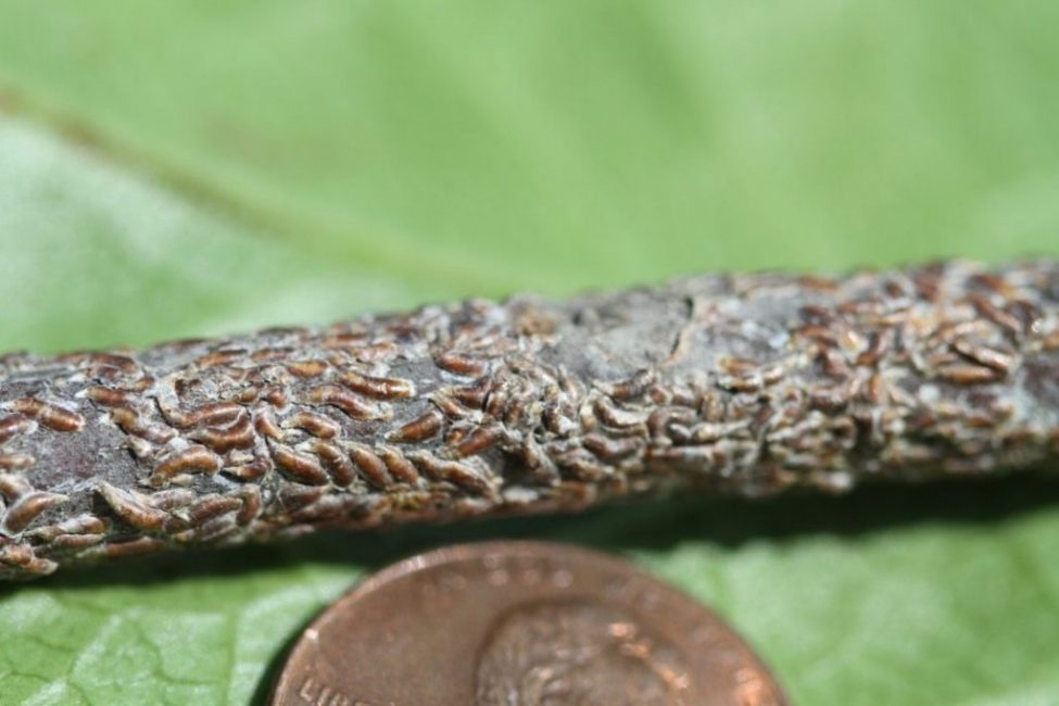 Échelle en forme de virgule