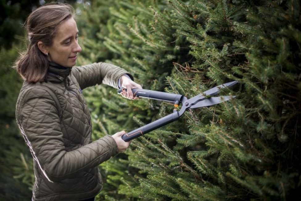 Ciseaux de jardinage