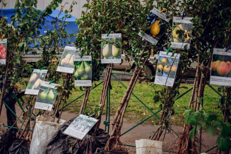 semis d'arbres fruitiers