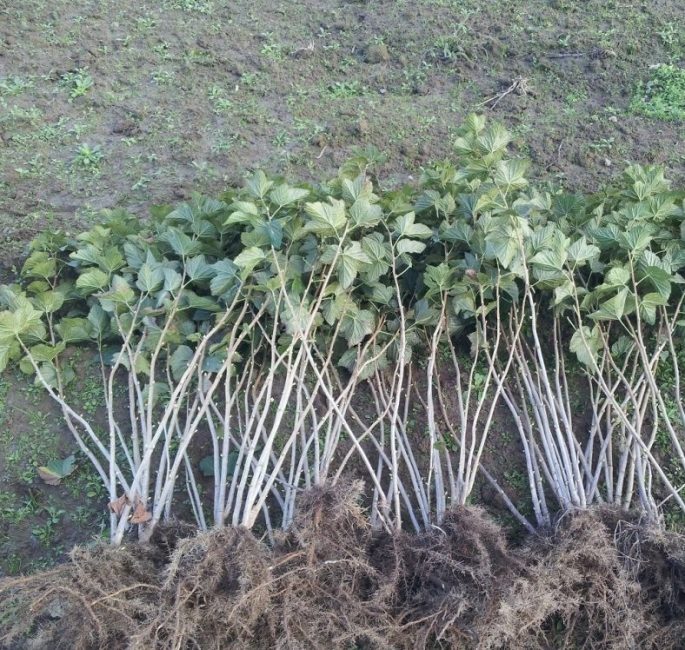 Semis à rhizomes exposés